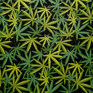 Herb - Black/Green  - Alexander Henry Collection 100% Cotton Fabric